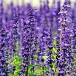 Lavender Flower Extract to essential oil