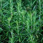 Rosemary Extract for skin